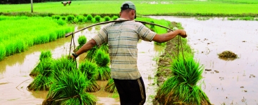 mekong-nice-farming